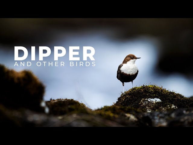 Photographing the Dipper | Bird Photography at 800mm | Hardanger