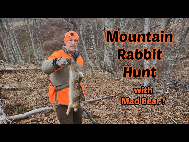 1st Mountain Rabbit Hunt 2024 with Pissed  Bear!!!     Rabbit Hunt w/ Beagles & Bears!