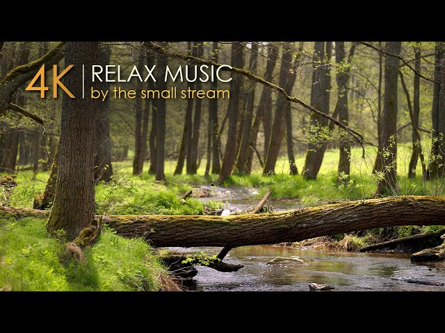 10 Minutes of Meditation Music 🌞 Authentic Natural Sounds 🎼 8K