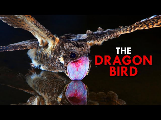 Great Eared Nightjar: The Dragon Bird