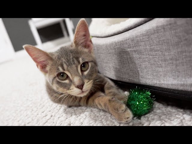 Adopted From The Animal Rescue - Meet Our New Cat! - Tulsa SPCA