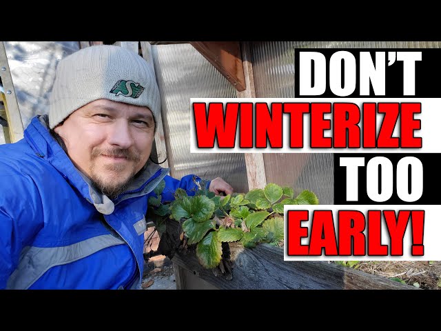 Don't Winterize Strawberries Too Early - Garden Quickie Episode 99