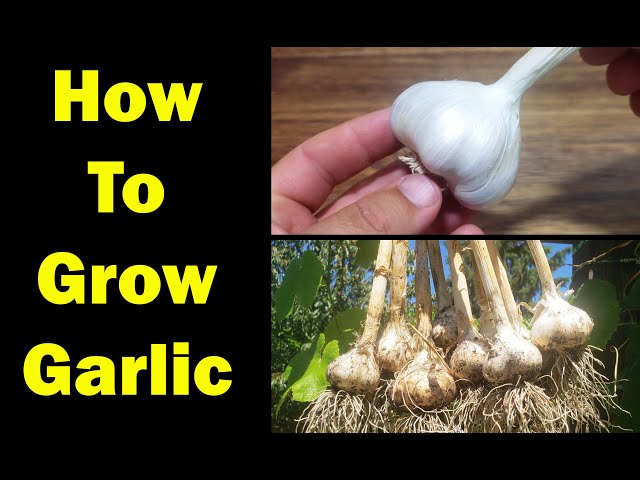 How To Grow Garlic - The Definitive Guide For Beginners