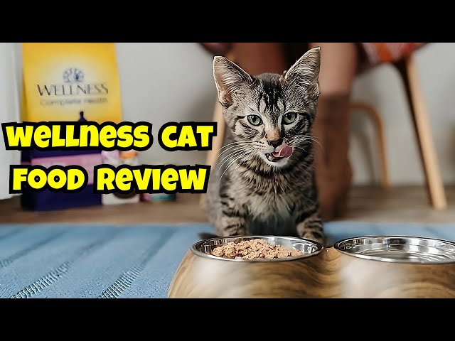 Wellness Cat Food Reviewed: What Every Cat Owner Needs to Know!