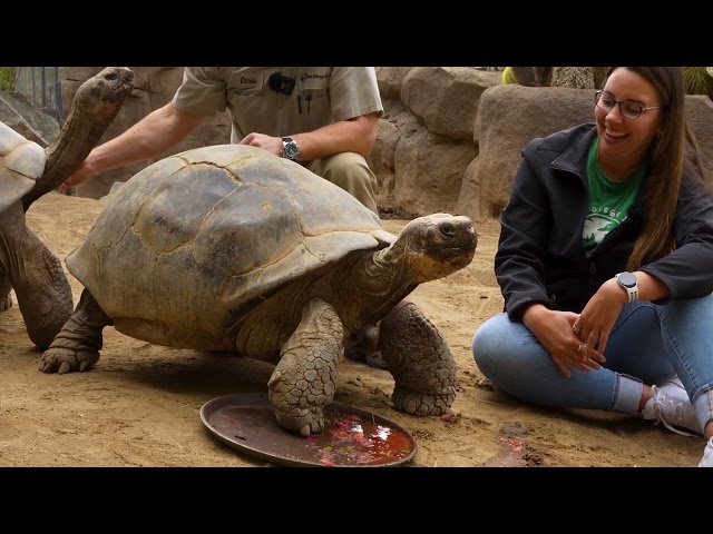 Shellebrate Grandma the Galapagos Tortoises' 138th Birthday!