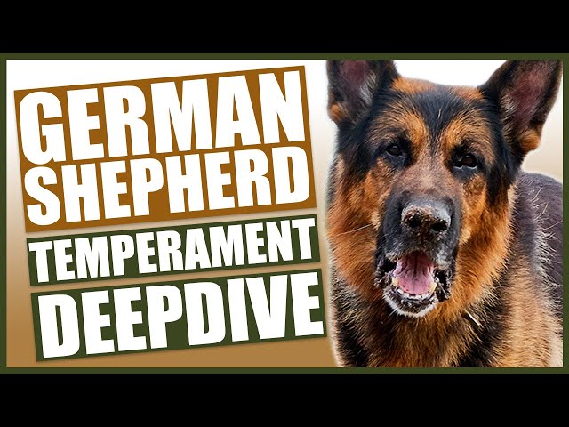 GERMAN SHEPHERD TEMPERAMENT DEEPDIVE