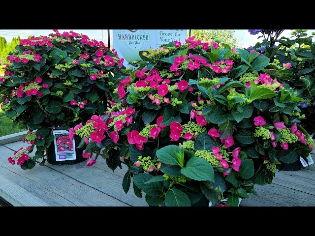 Hydrangea Cherry Explosion™👍//Incredible, Highly Reliable, Hardy & COLORFUL Tested Performer!