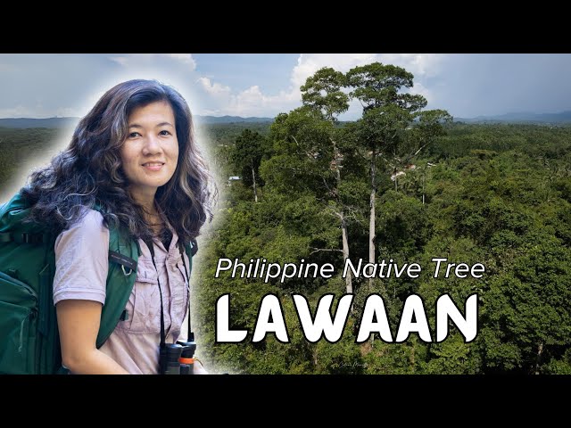 #PhilippineNativeTrees: Lawaan (𝘚𝘩𝘰𝘳𝘦𝘢 𝘤𝘰𝘯𝘵𝘰𝘳𝘵𝘢)