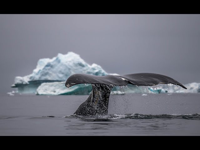 Невероятное видео гренландских китов снятое с воздуха.