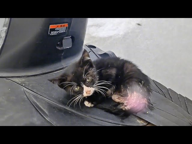 The poor kitten with an injured hind leg, unable to walk, can only sit still and wait for death.