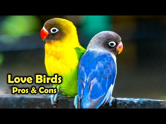Love Birds as Pets: The Pros and Cons of Keeping Love Birds as Pet