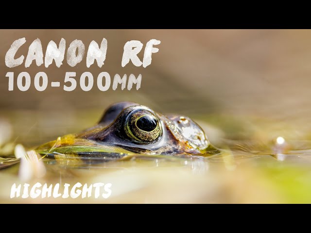 Canon RF 100-500mm f/4.5-7.1 | Highlights with both Photo and Video samples