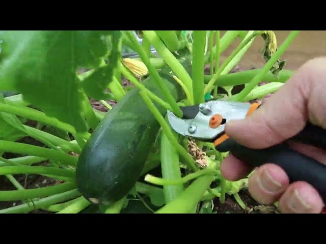 Prune Squash For a Healthy Plant, Larger Fruit, and More of it