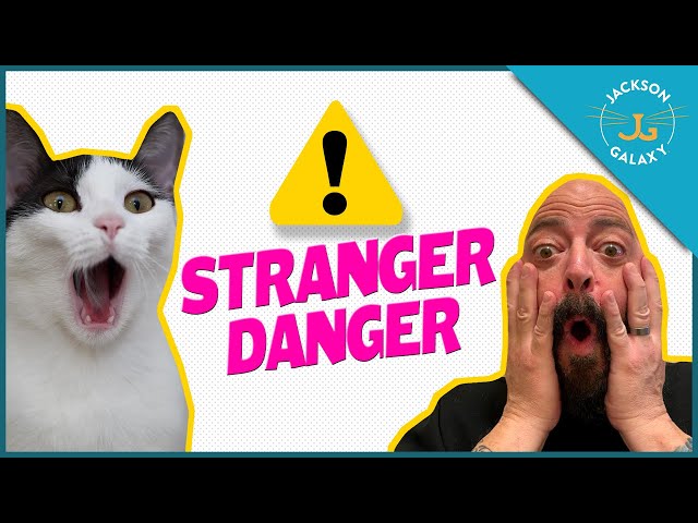 My Cat is Afraid of Strangers