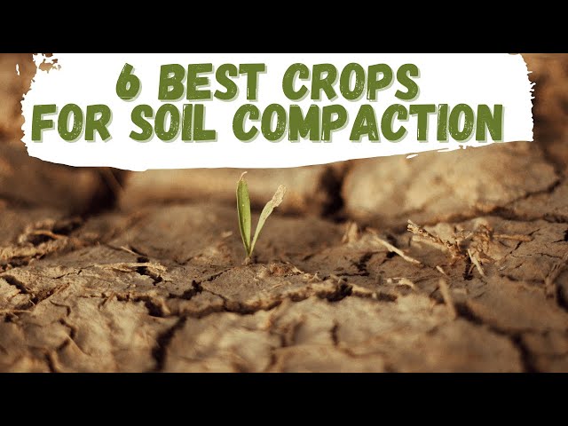6 Best Crops For Soil Compaction