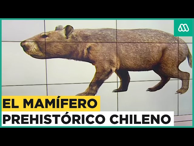 El mamífero prehistórico chileno: Vivió hace más de 10 millones de años