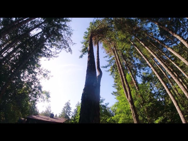 Fir Tree Root Failure - Careful Climbing and Cutting