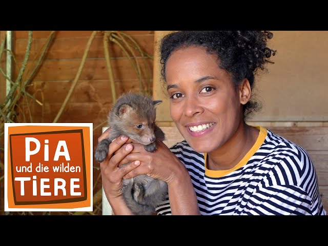 Fuchswelpen in Not! | Reportage für Kinder | Pia und die wilden Tiere