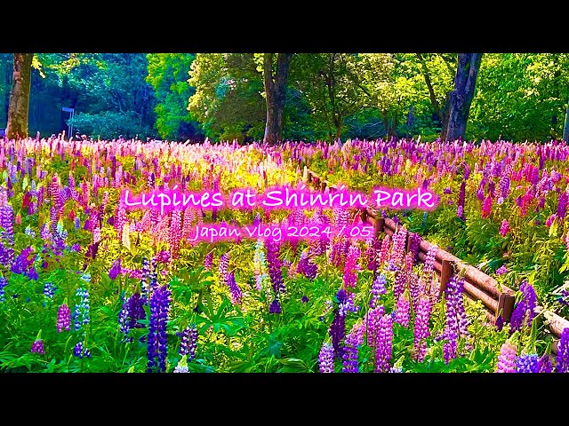 Spring at Shinrin Park | Lupine, Lupinus, Saitama | Japan Vlog