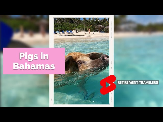 BAHAMAS SWIM WITH PIGS!! | Retirement Travelers #shorts