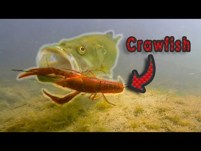 HOW Does A Bass Eat A Crawfish?? | Live Crawfish GoPro Footage (Vol. 2)