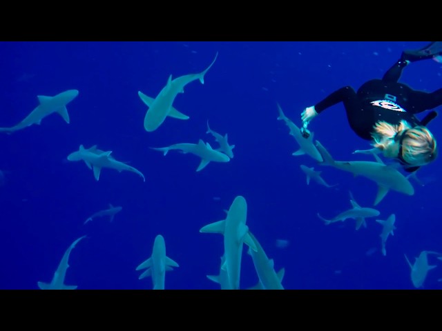FREEDIVING WITH 50 SHARKS IN HAWAII!! NO CAGE!!