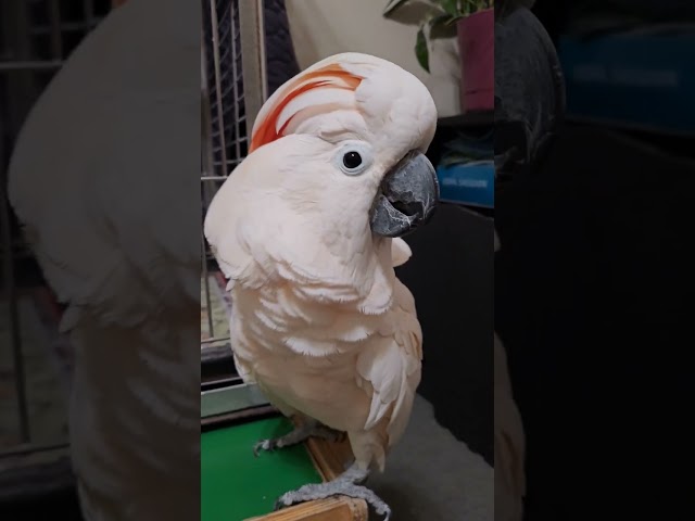 cockatoo mumbles