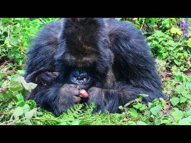 Mother Gorilla Kissing Her Baby's Little Feet