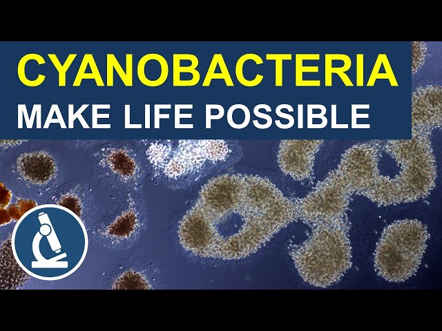 Cyanobacteria: The unsung heroes of oxygen production 🔬 258
