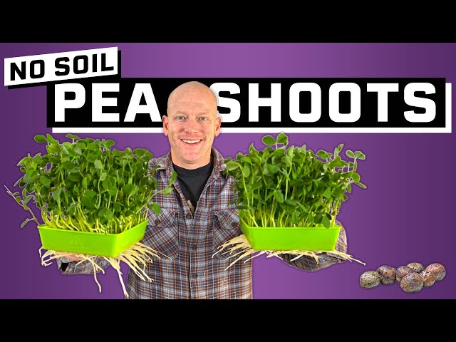SIMPLE Pea Shoot Hydroponic Microgreens
