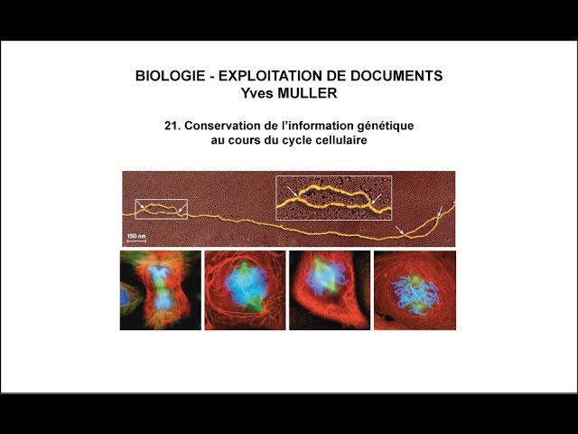 21. Conservation of genetic information during cell cycle