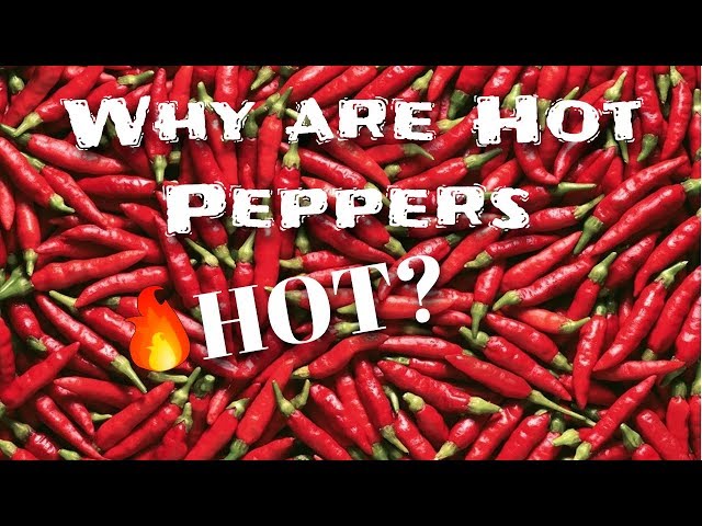 Why Hot Peppers are "Hot" - Levi Explains | S2 E1| MIgardener