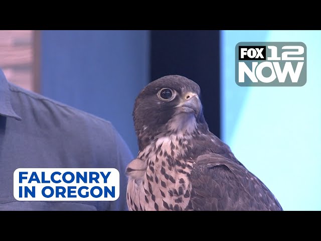 Falconry in Oregon