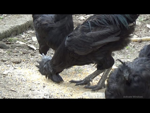 Cemani: Rare and Expensive Black Chickens and This Man Successfully Breds Them