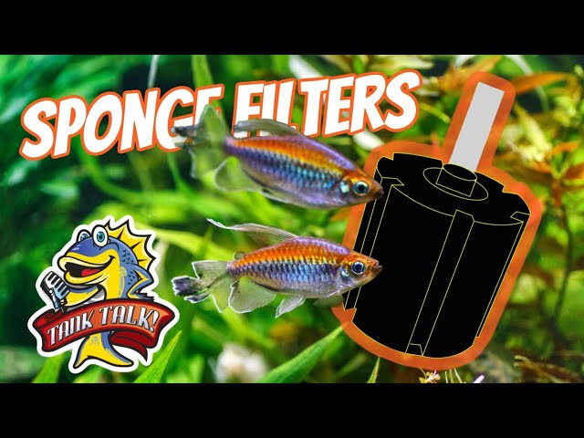 Aquarium Filters Decoded, Sponge Filters