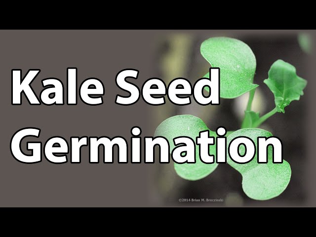 Kale Seed Germination