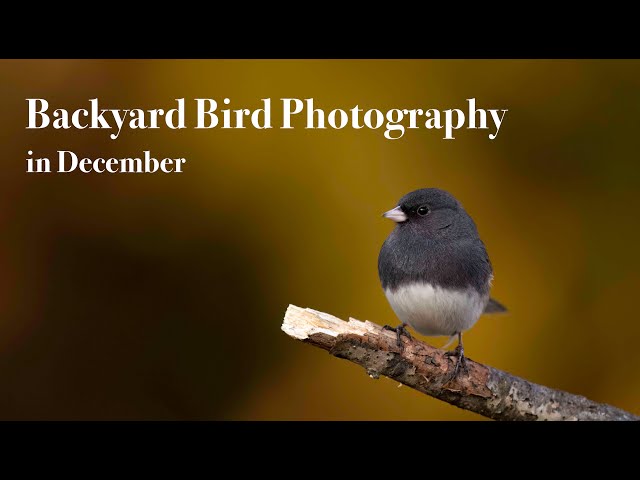 Backyard Bird Photography in December