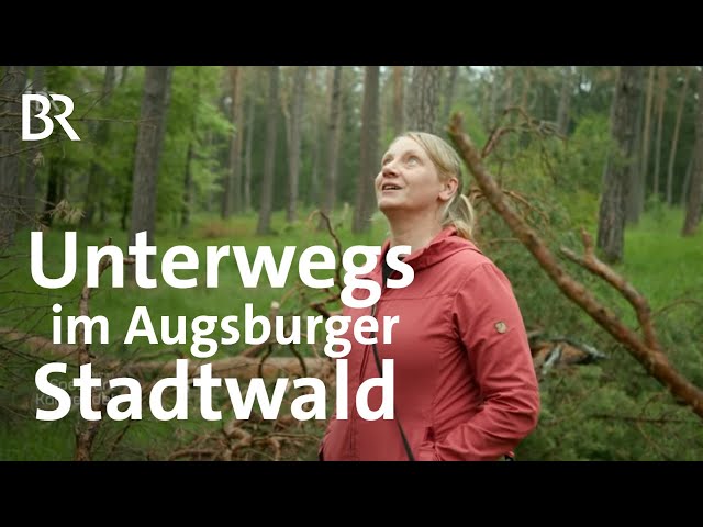 Kiefern und Auenlandschaft: Der Augsburger Stadtwald am Lech | Zwischen Spessart und Karwendel | BR