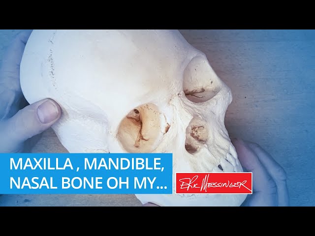 Jaw Bone, Mandible, Nasal Bone oh my...
