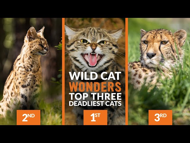 What is the DEADLIEST CAT? | Wild Cat Wonders | Episode 11
