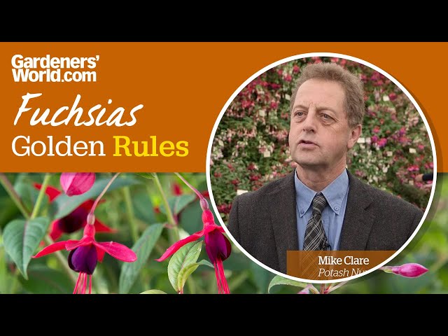 Caring for fuchsias - Golden Rules
