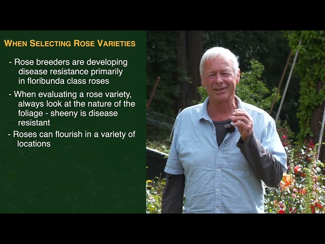 Controlling Disease in Roses - PART 2 of 2