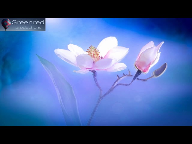 Serotonin Release Music - Happiness Meditation Music with Binaural Beats, Happiness Frequency