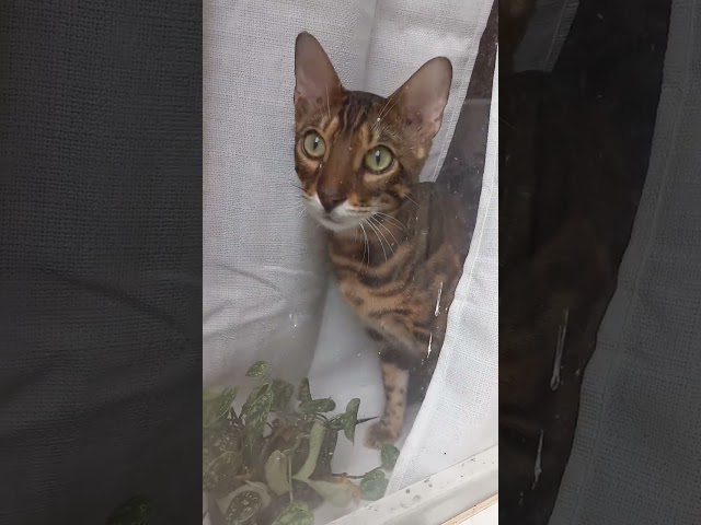 A Peeping Tom (Cat)