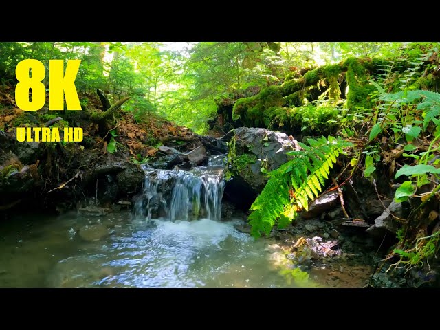 Relaxing Piano Music for Meditation. 8K. Forest stream.The sound of the brook and the sound of birds