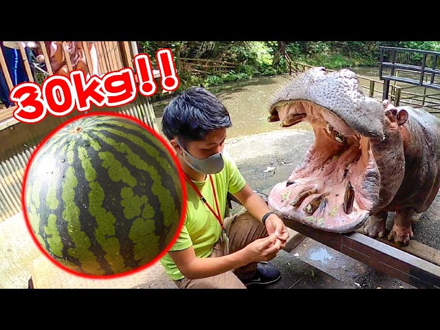 Hippo eat huge watermelon