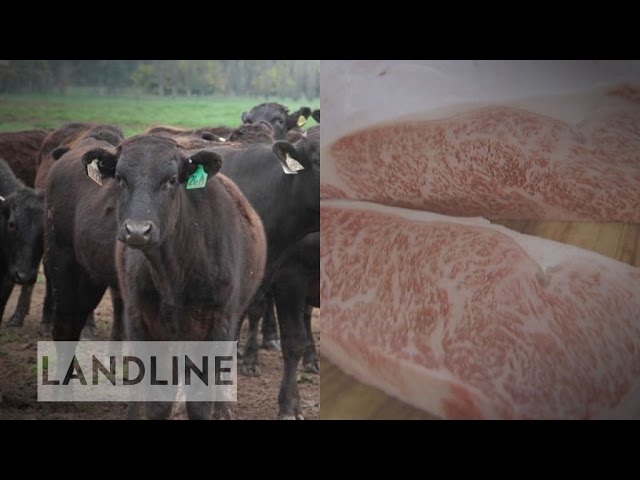 Blackmore Wagyu dispute divides Victorian town over 'right to farm'