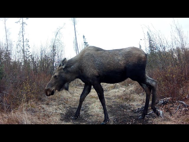 Alaska Trail Cam Moose, Sandhill Cranes, Foxes May 12, 2024