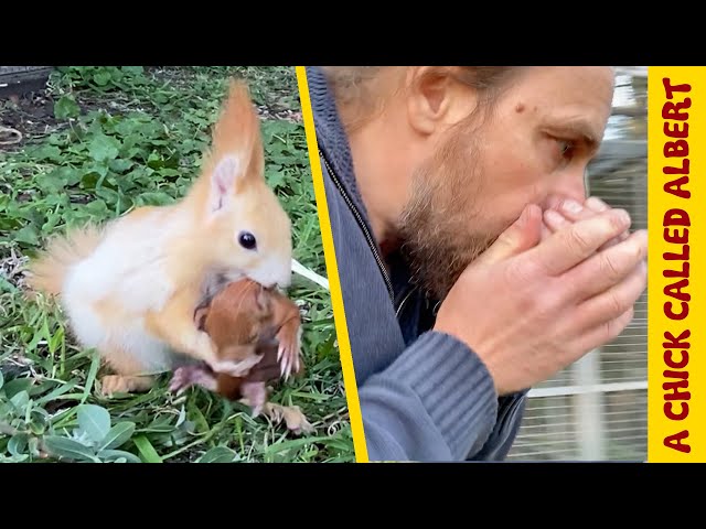 Helping Baby Squirrels takes a bad turn