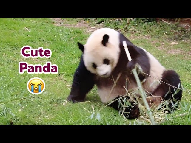 A Day with Giant Pandas